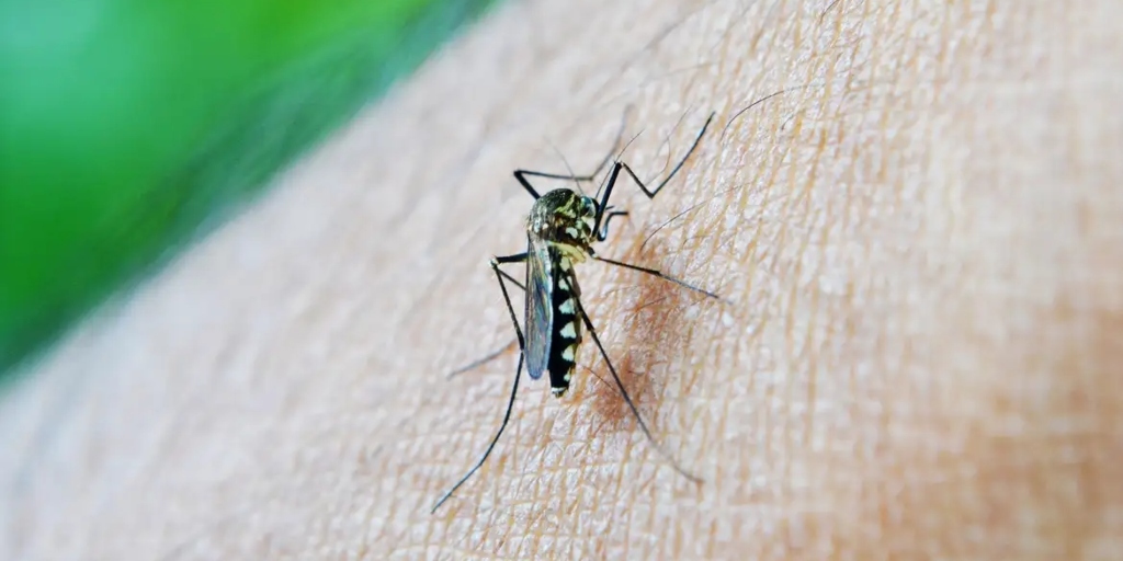 Dengue mata mais que Covid-19 no Brasil em 2024; Nova Friburgo registrou mais de 5.300 casos