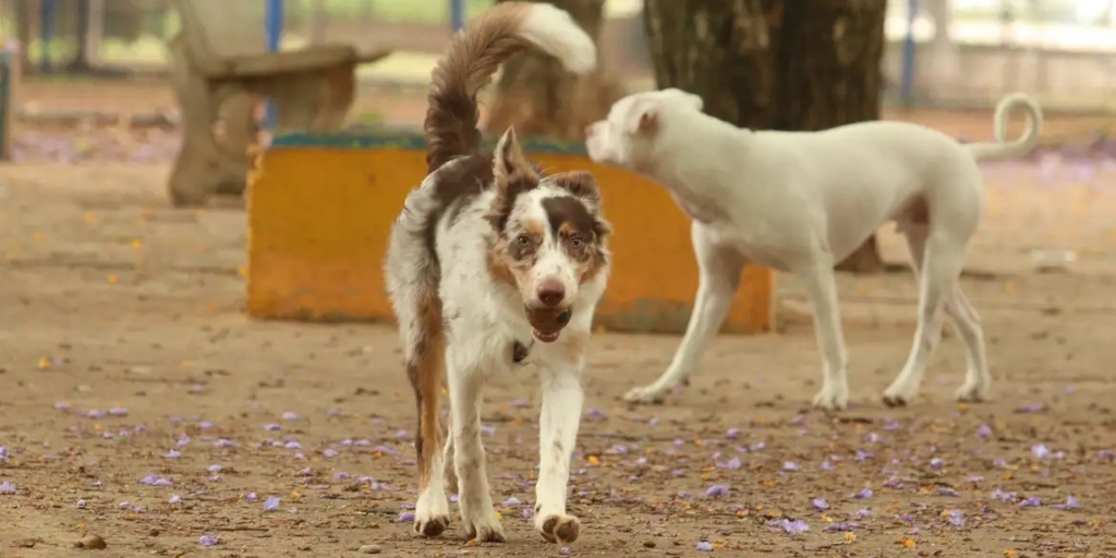 Dia Nacional dos Animais: mais de 13 mil denúncias contra maus-tratos foram registradas no estado do Rio em 2024