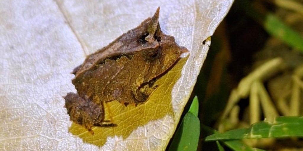 Espécie rara de sapo é encontrada em área de conservação de Nova Friburgo