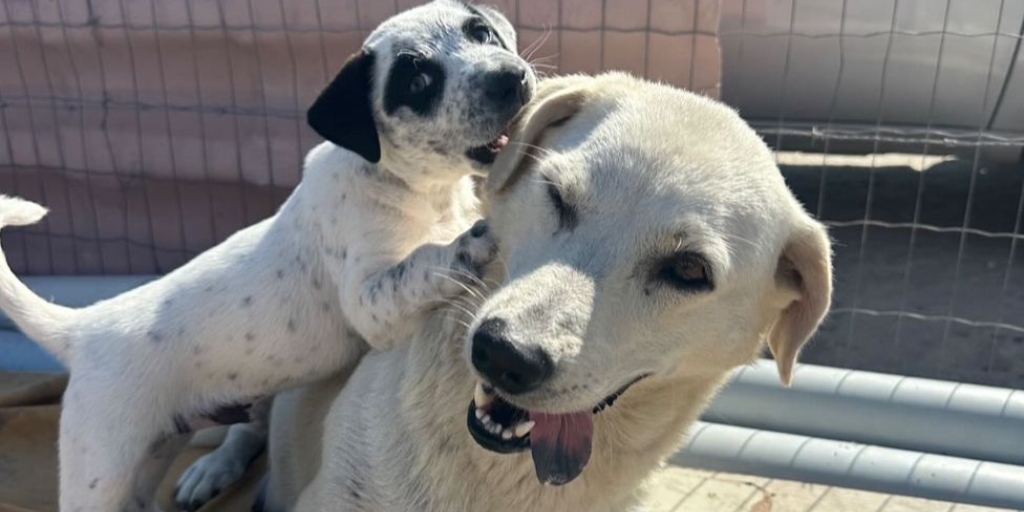 Cães são resgatados após serem vítimas de maus-tratos em Arraial do Cabo; cadela teria 'sofrido violência sexual'