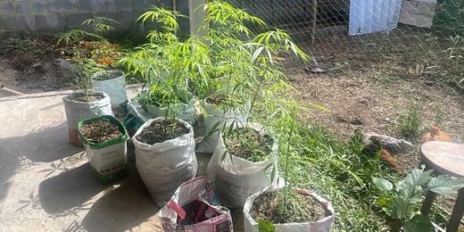 Colombiano é preso em Lumiar, distrito de Nova Friburgo, por cultivar maconha para membros de seita