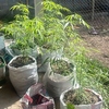 Colombiano é preso em Lumiar, distrito de Nova Friburgo, por cultivar maconha para membros de seita