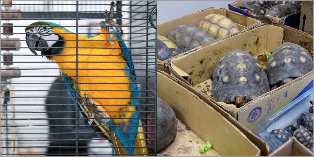 Polícia e Governo do Rio de Janeiro realizam operação histórica contra o tráfico de animais silvestres 