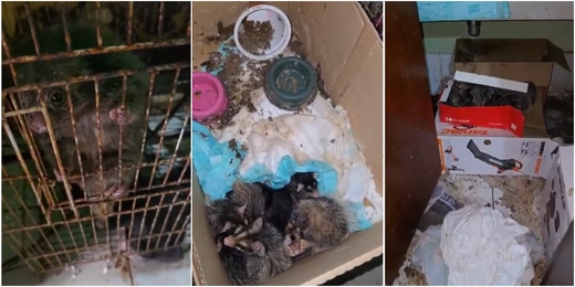 MPRJ encontra animais mortos e outros 92 em situação de maus-tratos durante operação em Búzios