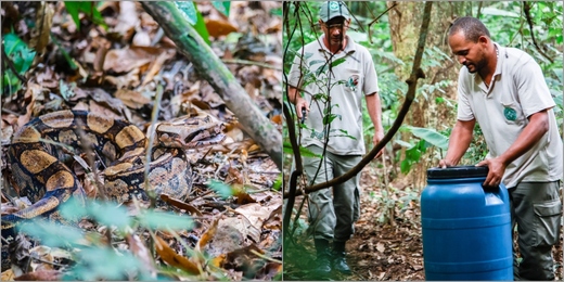 Jiboia encontrada dentro de casa em Cachoeiras é solta em área de proteção ambiental