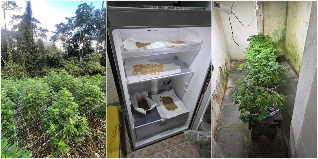 Uma das maiores plantações de maconha da história de Friburgo é descoberta em Galdinópolis; assista vídeo do delegado
