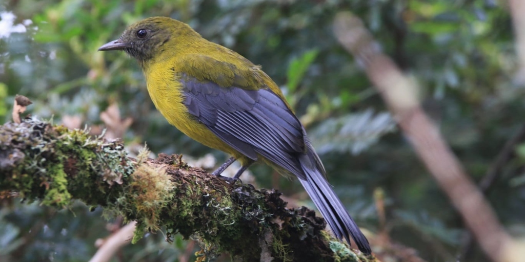 Campanha em Nova Friburgo busca incentivar preservação da espécie de ave Saudade-de-asa-cinza 