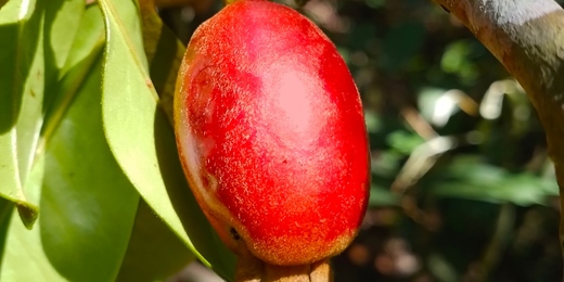 Espécie de árvore frutífera nunca catalogada pela ciência é descoberta em Cachoeiras de Macacu 