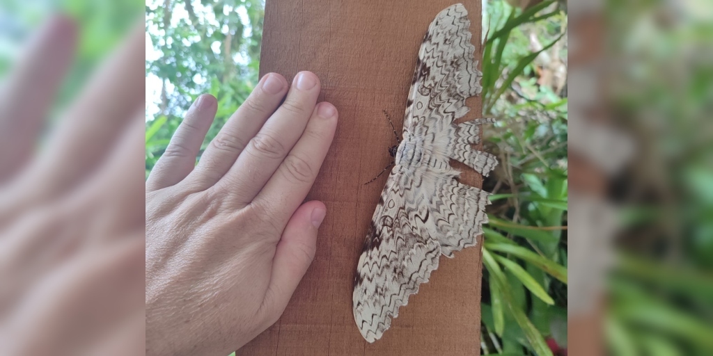 Mariposa do imperador, uma das maiores do mundo em envergadura de asas, é vista em Nova Friburgo